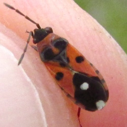 Horvathiolus syriacus